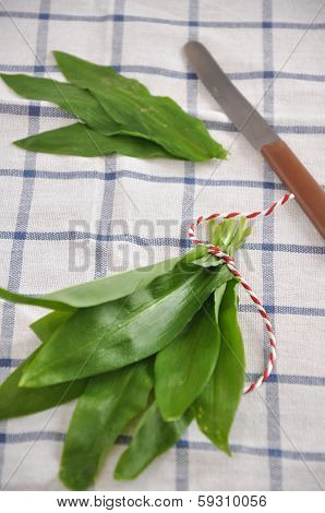 wild garlic