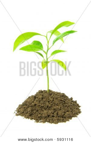 Plant