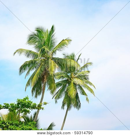 high palm on background of blue sky                                    