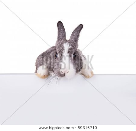Studio shot of domestic rabbit on white background