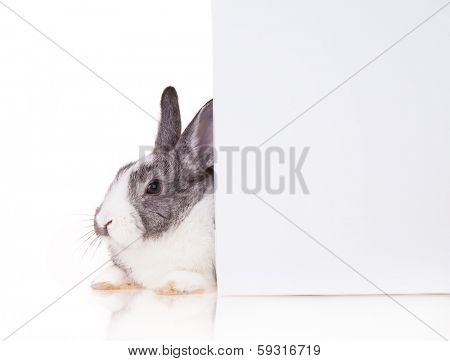 Studio shot of domestic rabbit on white background