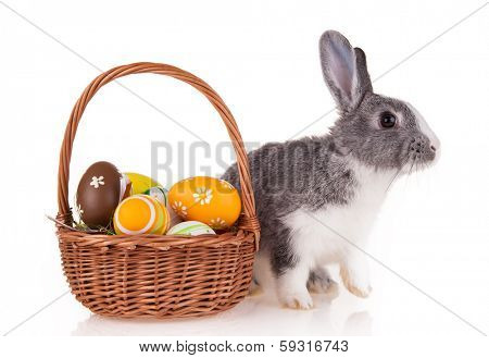 Studio shot of domestic rabbit on white background