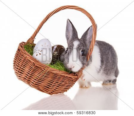 Studio shot of domestic rabbit on white background