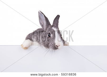 Studio shot of domestic rabbit on white background