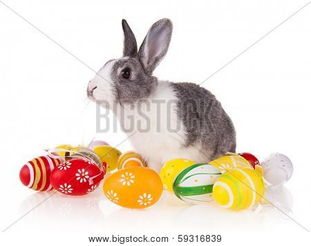 Studio shot of domestic rabbit with easter eggs on white background