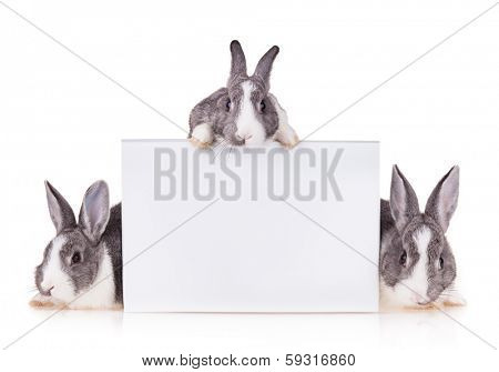 Studio shot of domestic rabbits on white background