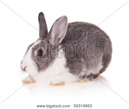 Studio shot of domestic rabbit on white background