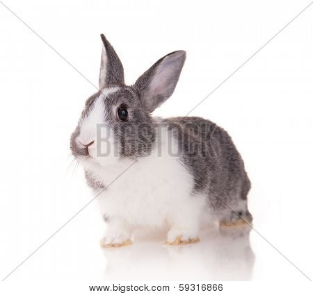 Studio shot of domestic rabbit on white background
