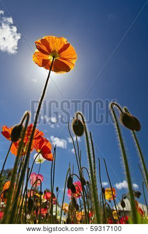 Tall poppy