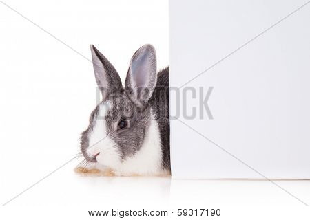 Studio shot of domestic rabbit on white background