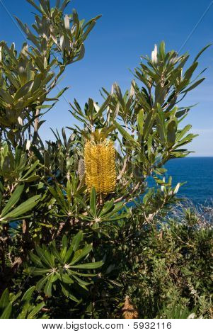 Banksia amarillo