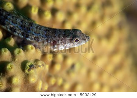 Rif Lizardfish