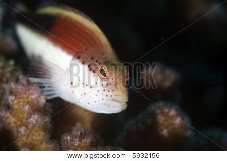 Szeplős Hawkfish közelről.