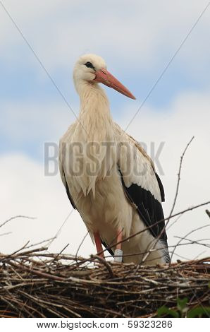 Stork