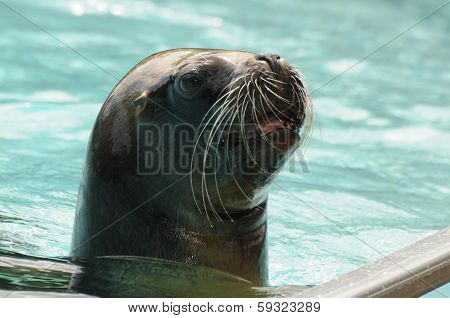 Adult Seal