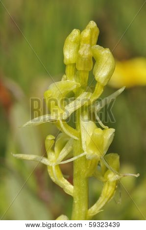 Fen Orchid