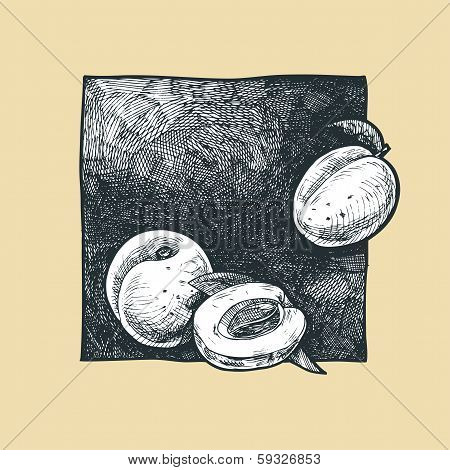 Apricot