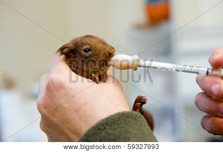 Young Squirrel
