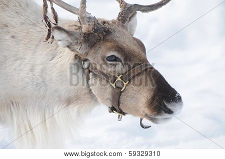 Reindeer