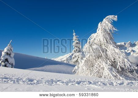 Winter Landscape