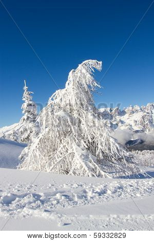 snowy trees