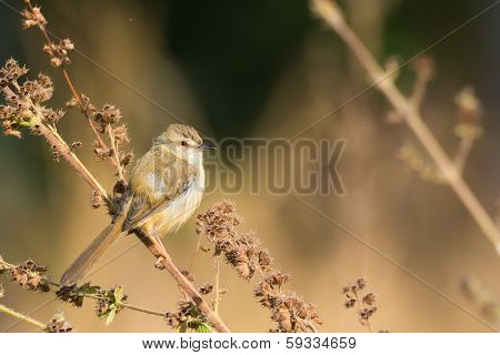 Tawny-flanked Prinia