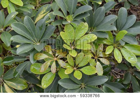 Green leaves of plants