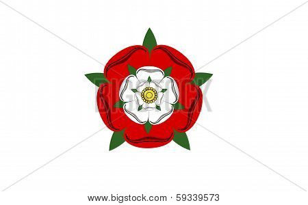 Tudor Dynasty Rose