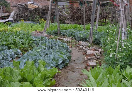 Vegetable plot