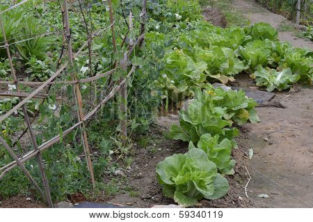 Vegetable plot