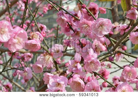 Peach blossom