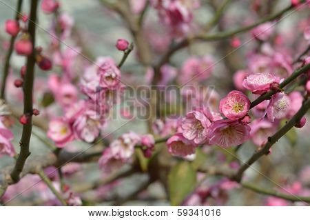 Peach blossom