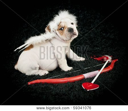 Cupid Puppy