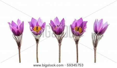 Spring Anemone Flowers Isolated On White Background