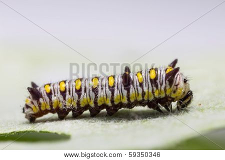 Plain Tiger Caterpillar