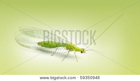 Common green lacewing, Chrysoperla carnea, on a green gradient background