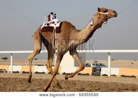 Traditional Camel Race In Doha