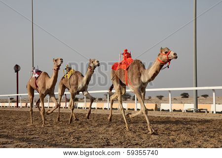 Traditional Camel Race In Doha