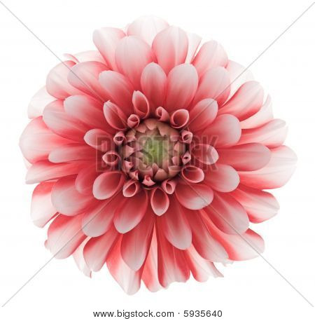 Dahlia 01