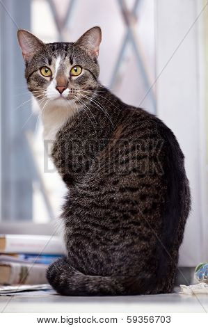 Gray Yellow-eyed Cat.