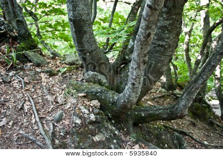 Root van de Tree