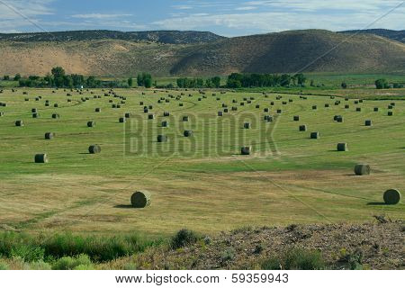Hay Field With Irrigation And Hay Rolls