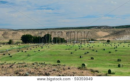 Hay Field With Irrigation And Hay Rolls