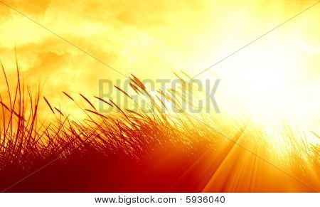 Marram 草