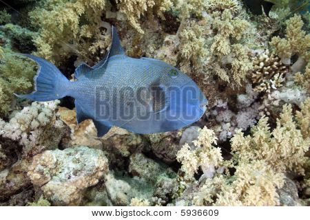 Blue Triggerfish
