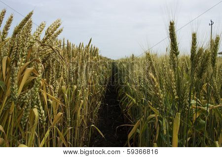 wheat field
