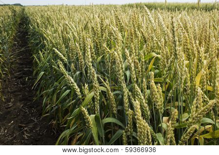 wheat field