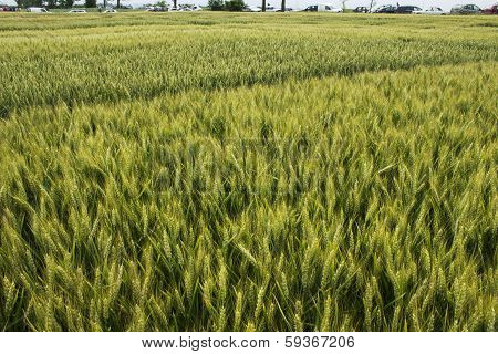 wheat field