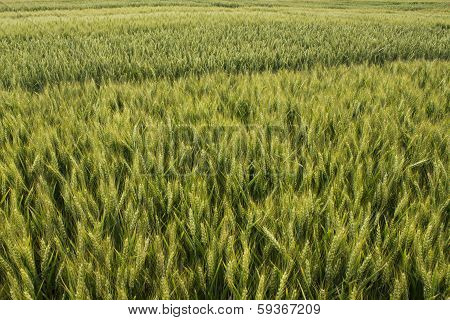 wheat field