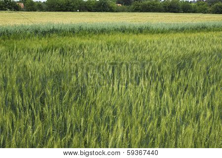 wheat field